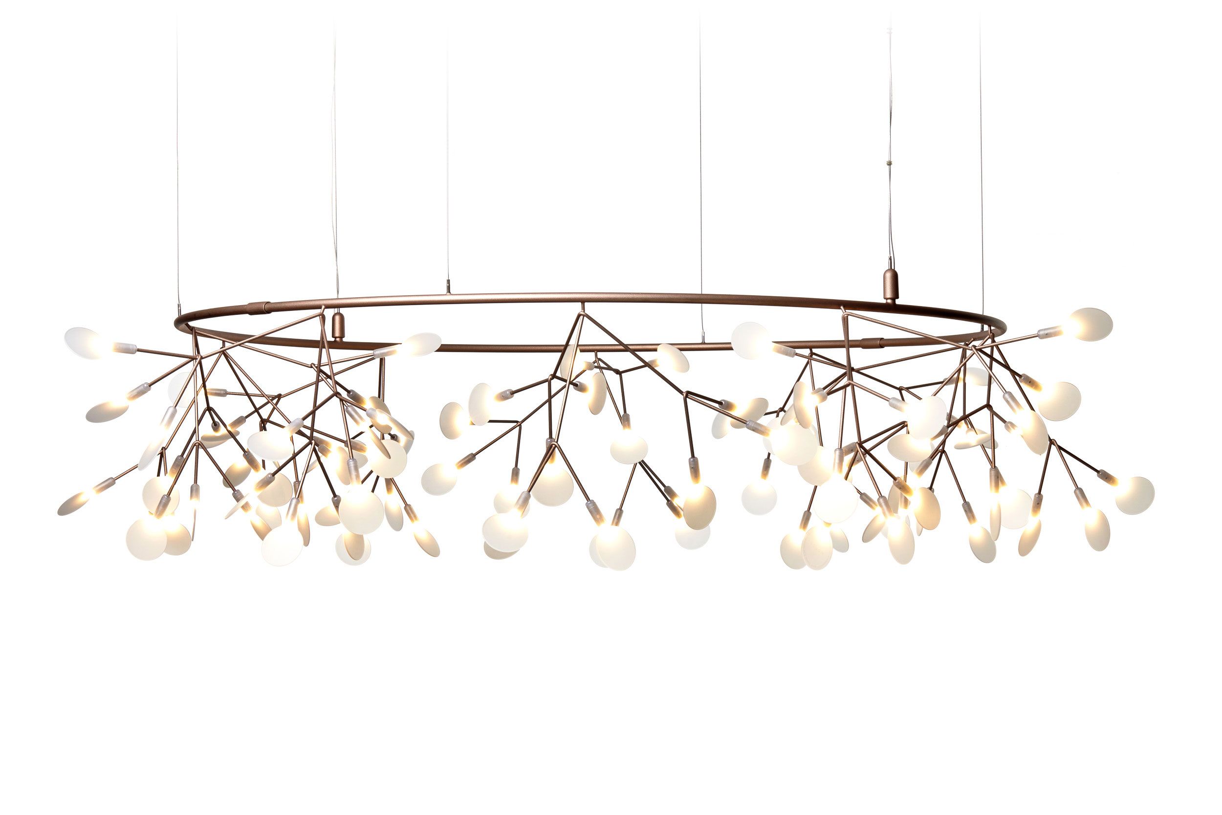 Product Image Heracleum Small Big O